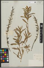 Foto von Salix purpurea L.